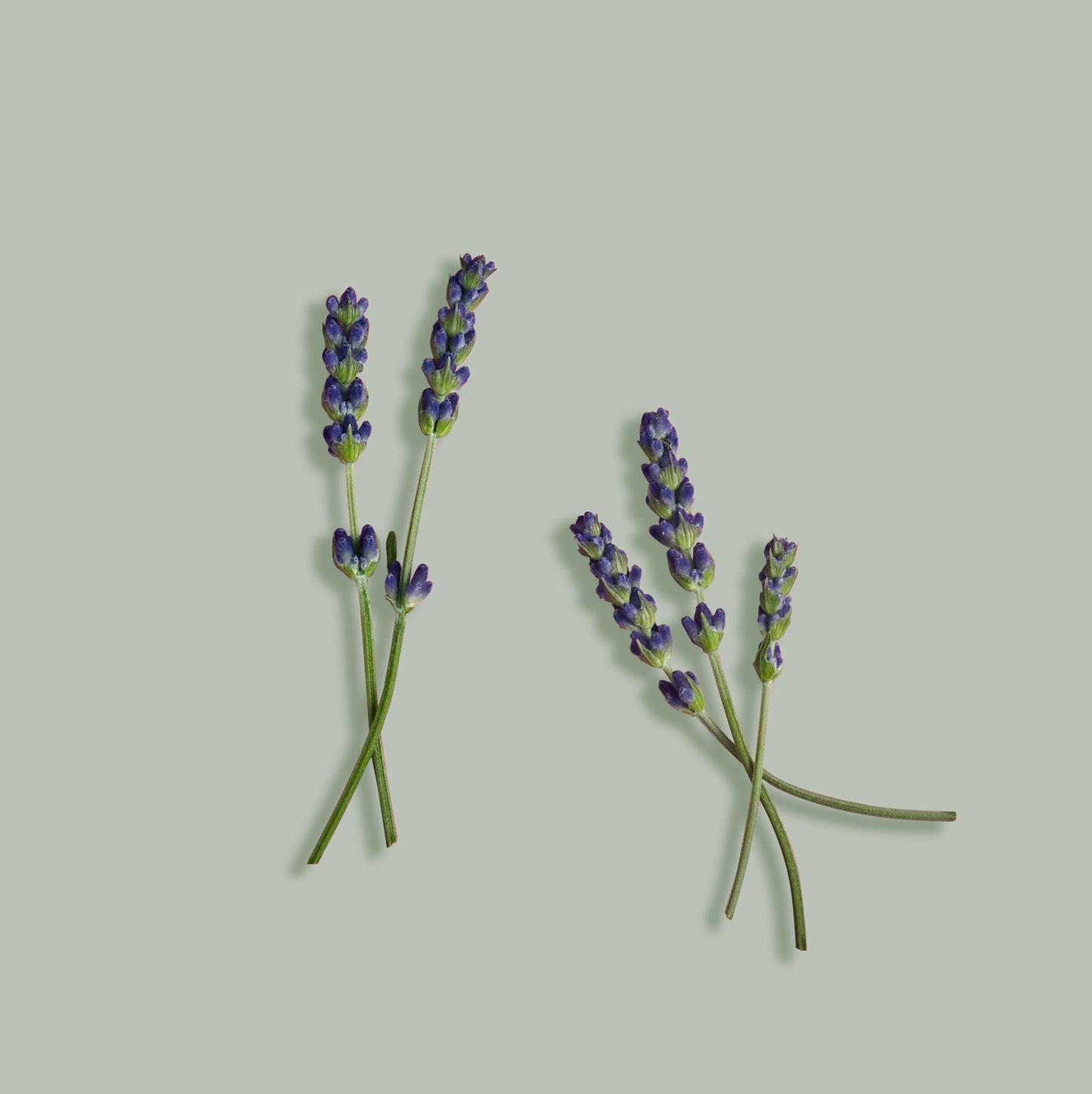 Organic Lavender Body Butter – Calming & Nourishing Skincare