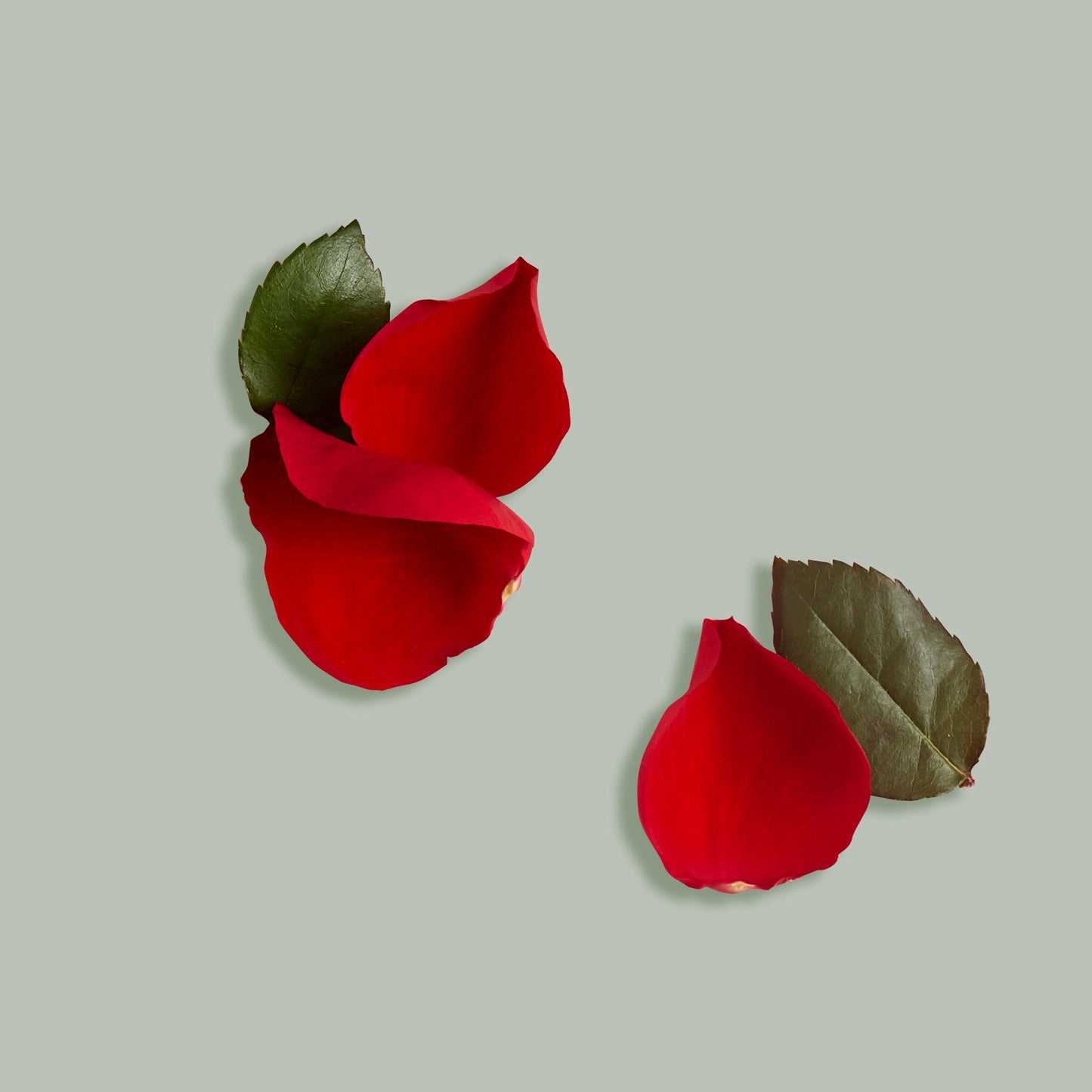 Organic Vanilla Rosehip Body Butter – Luxurious & Nourishing Skincare